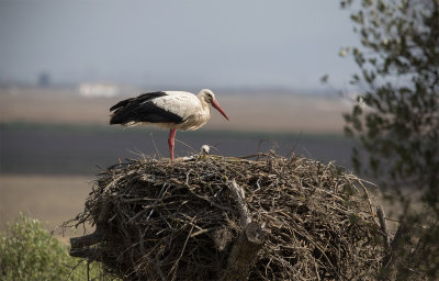 Cigogne blanche / Ciconia ciconia / White Stork