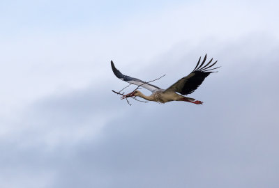 Cigogne blanche / Ciconia ciconia / White Stork