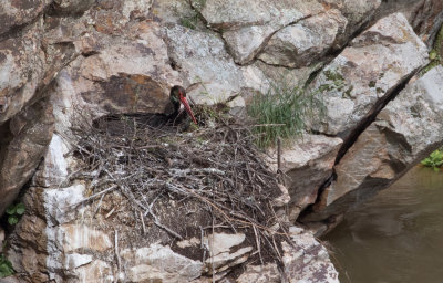 Cigogne noire / Ciconia nigra / Black Stork