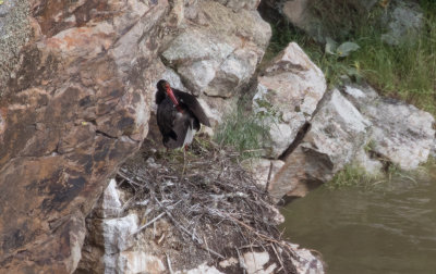 Cigogne noire / Ciconia nigra / Black Stork