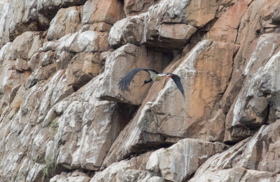 Cigogne noire / Ciconia nigra / Black Stork