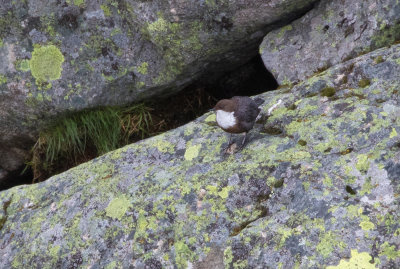 Cincle plongeur / Cinclus cinclus / White-throated Dipper