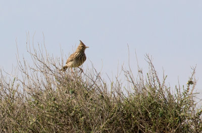 Cochevis de Thékla / Galerida theklae / Thekla Lark