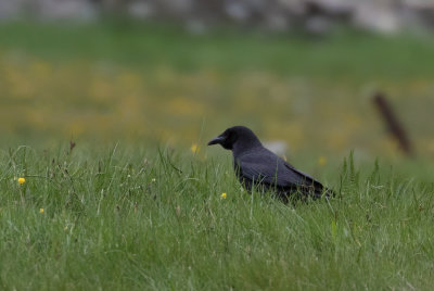 Corneille noire / Corvus corone / Carrion Crow