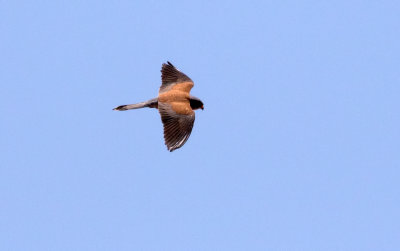Faucon crécerellette / Falco naumanni / Lesser Kestrel