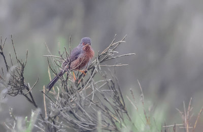 Fauvette pitchou / Sylvia undata / Dartford Warbler