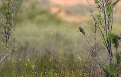 Gobemouche gris / Muscicapa striata / Spotted Flycatcher