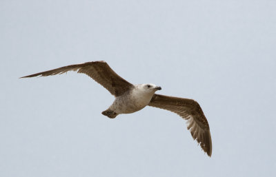 Goéland leucophée / Larus michahellis / Yellow-legged Gull