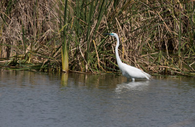 Grande Aigrette / Egretta alba / Great Egret