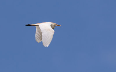 Héron garde-bœufs / Bubulcus ibis / Cattle Egret