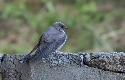 Hirondelle de rochers / Ptyonoprogne rupestris / Eurasian Crag Martin