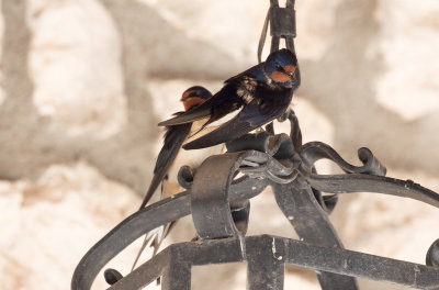 Hirondelle rustique / Hirundo rustica / Barn Swallow