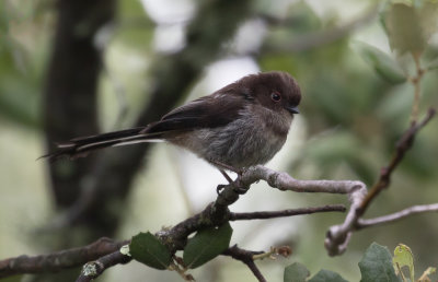 Mésange à longue queue / Aegithalos caudatus / Long-tailed Tit