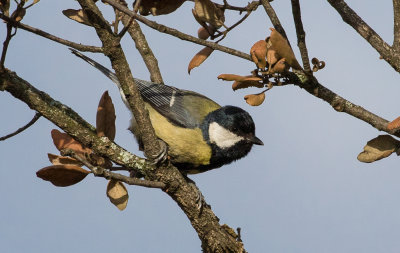 Mésange charbonnière / Parus major / Great Tit