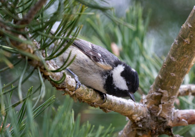 Mésange noire / Periparus ater / Coal Tit