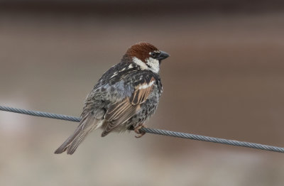 Moineau espagnol / Passer hispaniolensis / Spanish Sparrow