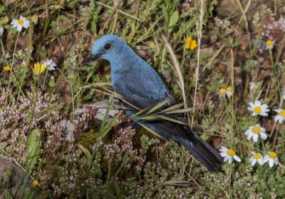 Monticole bleu / Monticola solitarius / Blue Rock-Thrush