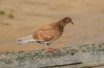 Pigeon biset / Columba livia / Rock Pigeon