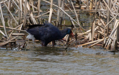 Talève sultane / Porphyrio porphyrio / Western Swamphen