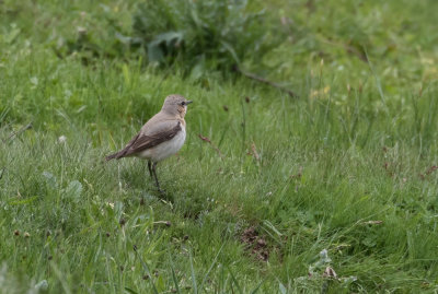 Traquet motteux / Oenanthe oenanthe / Northern Wheatear