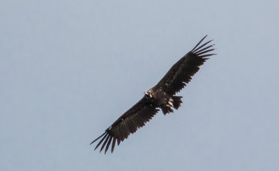 Vautour moine / Aegypius monachus / Cinereous Vulture