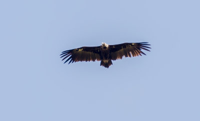 Vautour moine / Aegypius monachus / Cinereous Vulture