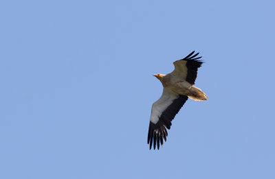 Vautour percnoptère / Neophron percnopterus / Egyptian Vulture