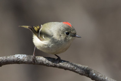 Roitelet à couronne rubis / Regulus calendula / Ruby-crowned Kinglet