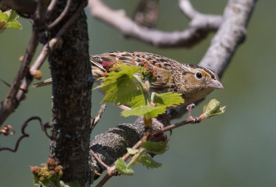 Bruant sauterelle / 	Ammodramus savannarum / Grasshopper Sparrow