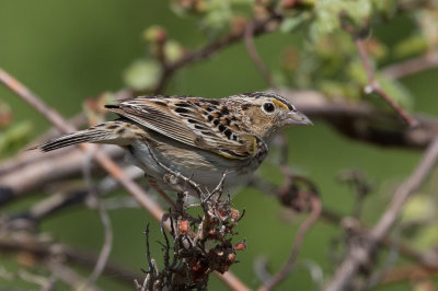 Bruant sauterelle / 	Ammodramus savannarum / Grasshopper Sparrow