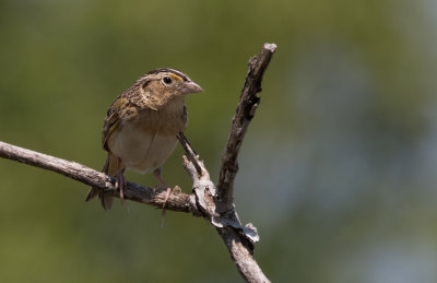 Bruant sauterelle / 	Ammodramus savannarum / Grasshopper Sparrow