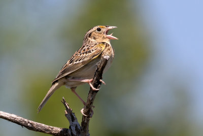 Bruant sauterelle / 	Ammodramus savannarum / Grasshopper Sparrow
