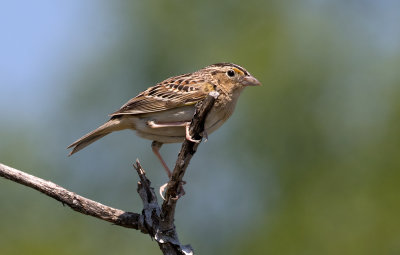 Bruant sauterelle / 	Ammodramus savannarum / Grasshopper Sparrow