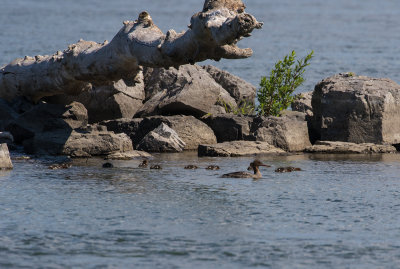 Harle huppé / Mergus serrator / Red-breasted Merganser