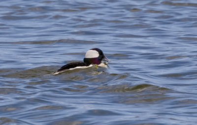 Petit garrot / Bucephala albeola / Bufflehead