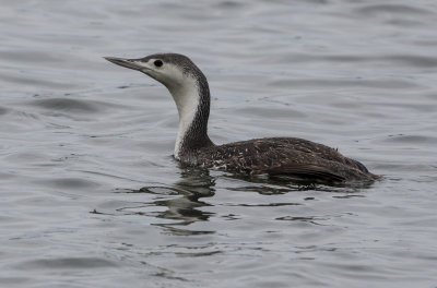 Plongeon catmarin / Gavia stellata / Red-throated Loon