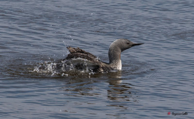 Plongeon catmarin / Gavia stellata / Red-throated Loon