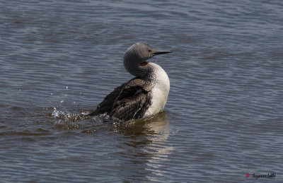 Plongeon catmarin / Gavia stellata / Red-throated Loon