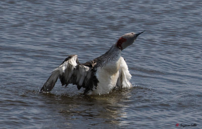 Plongeon catmarin / Gavia stellata / Red-throated Loon