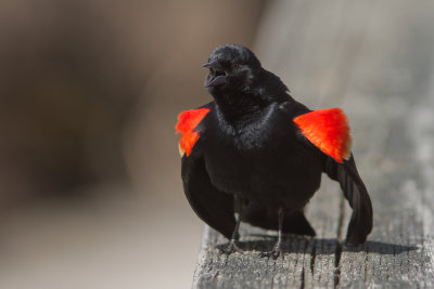 Carouge à épaulettes / Agelaius phoeniceus / Red-winged Blackbird