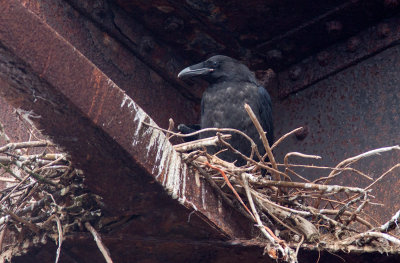 Grand Corbeau / Corvus corax / Northern Raven