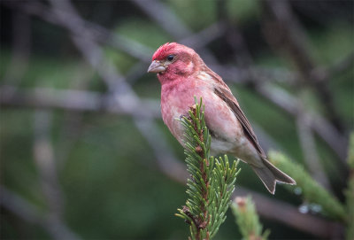 Roselin pourpré / Haemorhous purpureus / Purple Finch