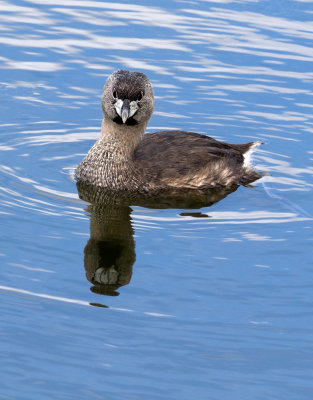 Grèbe à bec bigarré / Podilymbus podiceps / Pied-billed Grebe