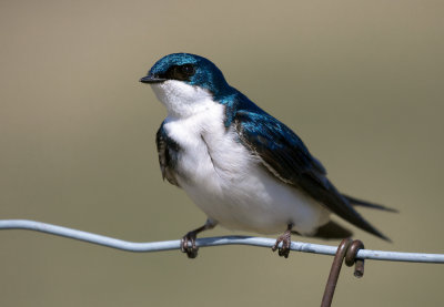 Hirondelle bicolore / Tachycineta bicolor / Tree Swallow