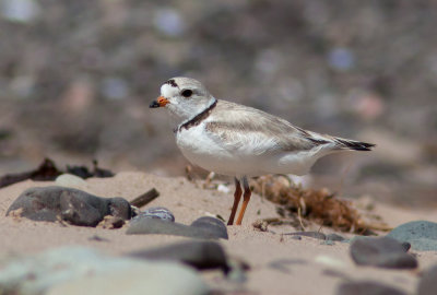 Pluvier siffleur / Charadrius melodus / Piping Plover