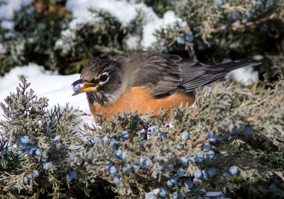 Merle dAmérique / Turdus migratorius / American Robin