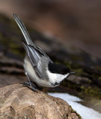 Mésange à tête noire / Poecile atricapillus / Black-capped Chickadee