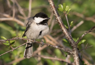 Mésange à tête noire / Poecile atricapillus / Black-capped Chickadee