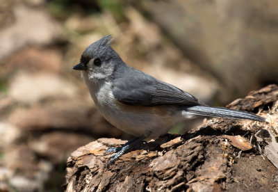 Mésange bicolore / Baeolophus bicolor / Tufted Titmouse