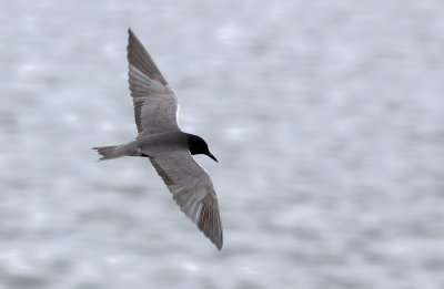 Guifette noire / Chlidonias niger / Black Tern